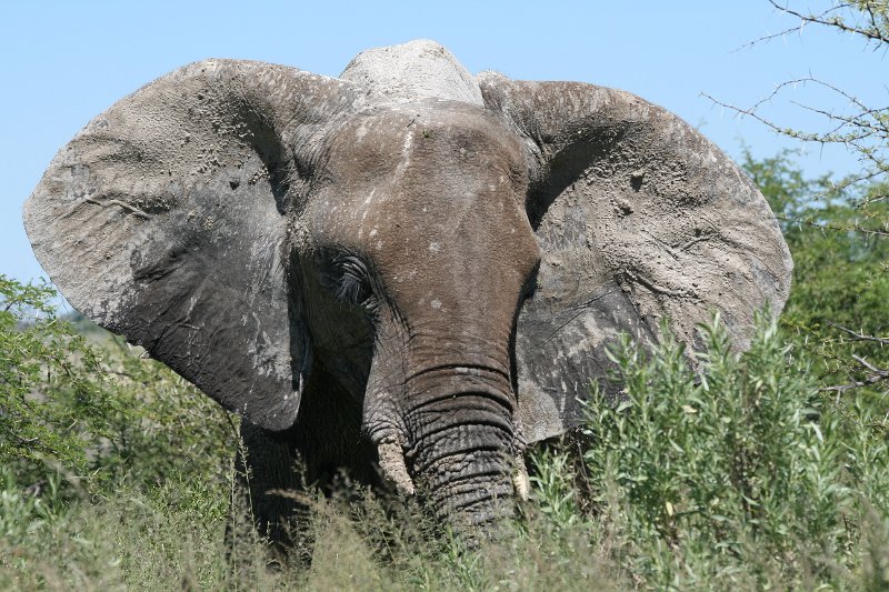 Namibia_2009_526_slr_2009-03-21_041.jpg - Etosha Park Elefanten