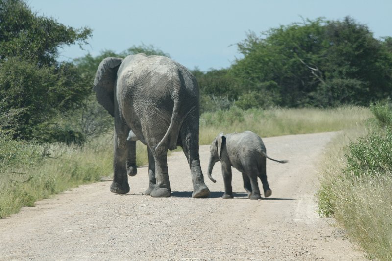 Namibia_2009_527_slr_2009-03-21_042.jpg - Etosha Park Elefanten