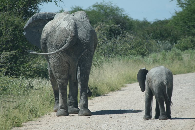 Namibia_2009_528_slr_2009-03-21_043.jpg - Etosha Park Elefanten