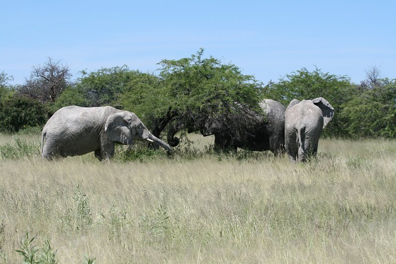 Namibia_2009_530_slr_2009-03-21_045.jpg - Etosha Park Elefanten