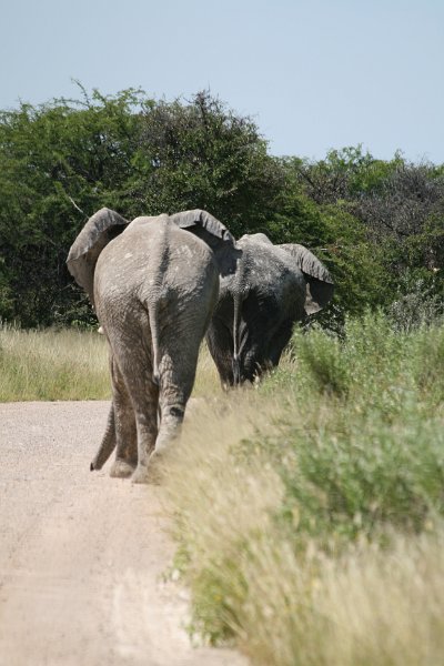 Namibia_2009_532_slr_2009-03-21_047.jpg - Etosha Park Elefanten