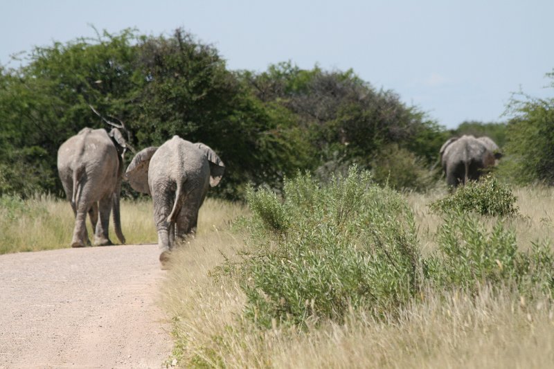 Namibia_2009_533_slr_2009-03-21_048.jpg - Etosha Park Elefanten