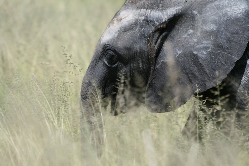 Namibia_2009_535_slr_2009-03-21_050.jpg - Etosha Park Elefanten