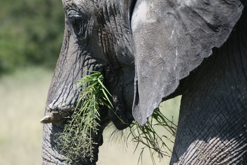 Namibia_2009_536_slr_2009-03-21_051.jpg - Etosha Park Elefanten