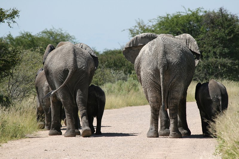 Namibia_2009_537_slr_2009-03-21_052.jpg - Etosha Park Elefanten