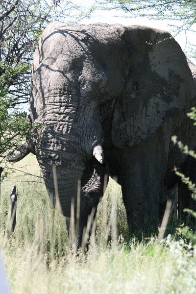 Namibia_2009_564_slr_2009-03-21_079.jpg - Etosha Park Alter Elefant