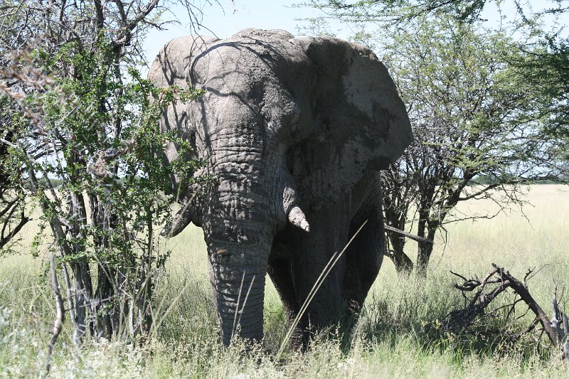 Namibia_2009_565_slr_2009-03-21_080.jpg - Etosha Park Alter Elefant