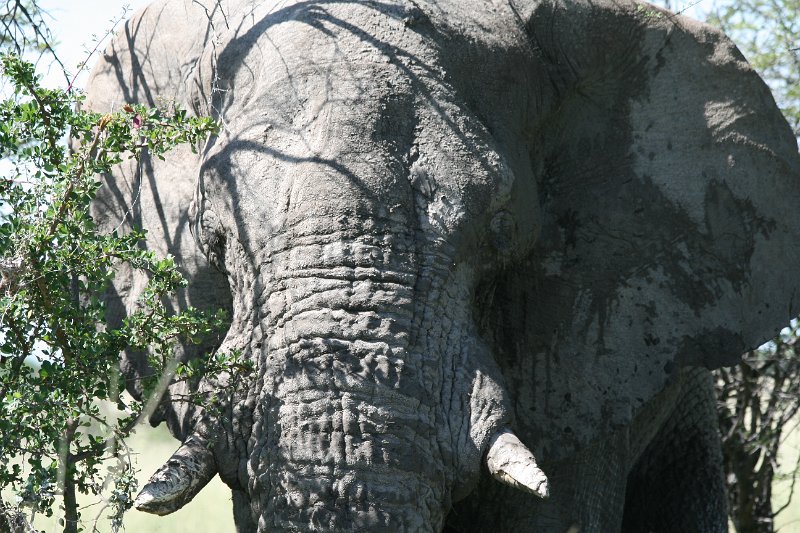 Namibia_2009_566_slr_2009-03-21_081.jpg - Etosha Park Alter Elefant