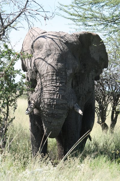 Namibia_2009_567_slr_2009-03-21_082.jpg - Etosha Park Alter Elefant
