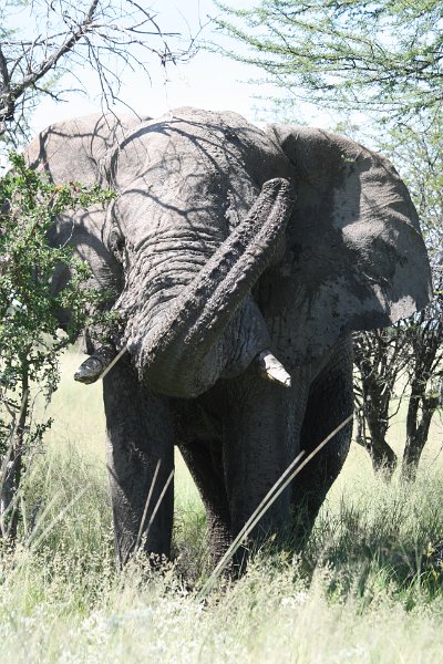 Namibia_2009_568_slr_2009-03-21_083.jpg - Etosha Park Alter Elefant