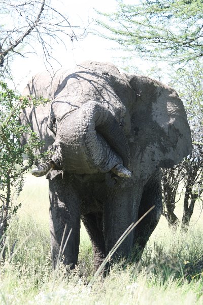 Namibia_2009_569_slr_2009-03-21_084.jpg - Etosha Park Alter Elefant