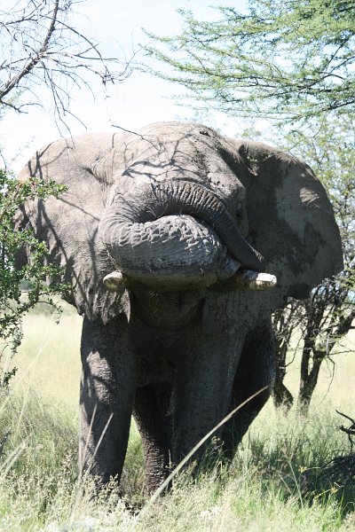 Namibia_2009_570_slr_2009-03-21_085.jpg - Etosha Park Alter Elefant