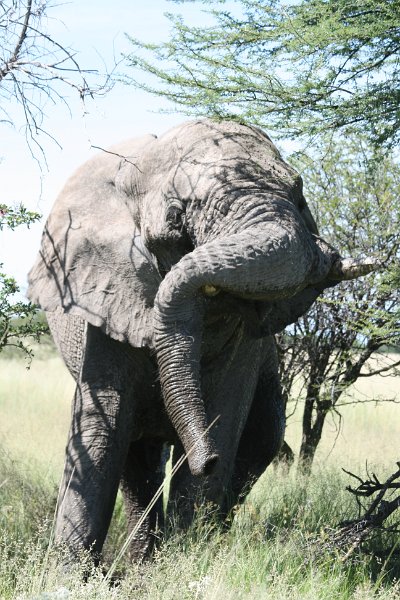 Namibia_2009_571_slr_2009-03-21_086.jpg - Etosha Park Alter Elefant