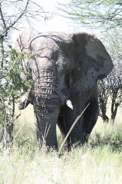 Namibia_2009_572_slr_2009-03-21_087.jpg - Etosha Park Alter Elefant
