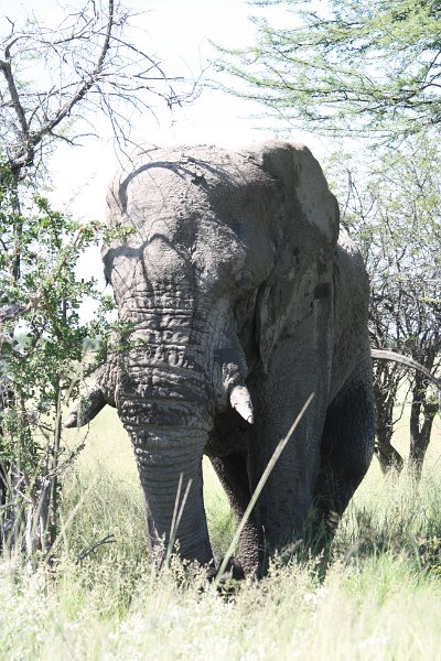 Namibia_2009_573_slr_2009-03-21_088.jpg - Etosha Park Alter Elefant