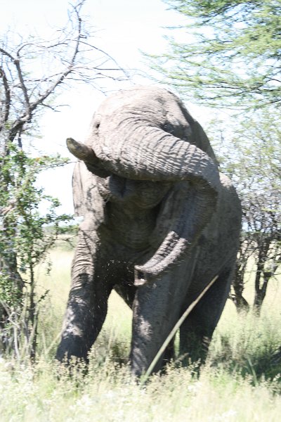 Namibia_2009_574_slr_2009-03-21_089.jpg - Etosha Park Alter Elefant
