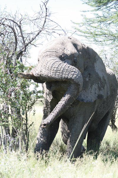 Namibia_2009_575_slr_2009-03-21_090.jpg - Etosha Park Alter Elefant