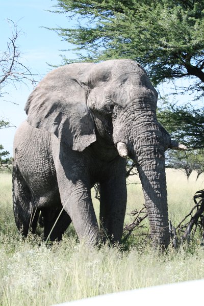 Namibia_2009_576_slr_2009-03-21_091.jpg - Etosha Park Alter Elefant