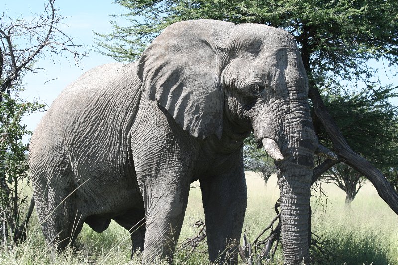 Namibia_2009_577_slr_2009-03-21_092.jpg - Etosha Park Alter Elefant