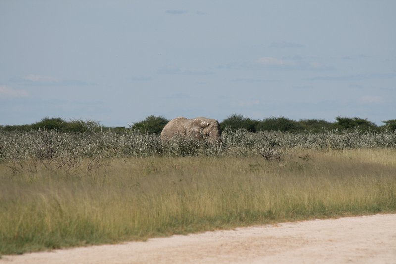 Namibia_2009_579_slr_2009-03-21_094.jpg - Etosha Park Zweiter Elefant
