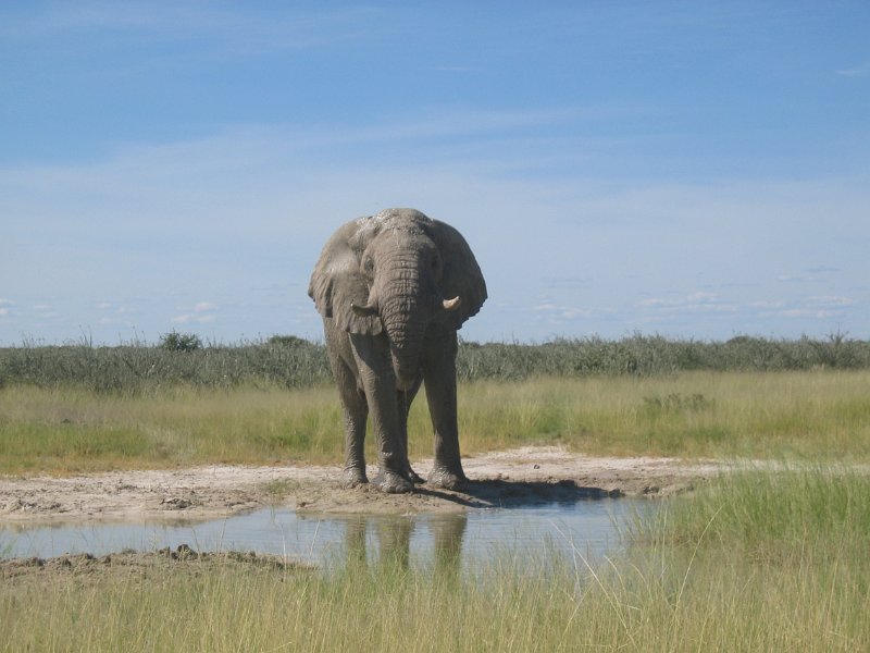 Namibia_2009_580_cpt_2009-03-21_001.jpg - Etosha Park Zweiter Elefant