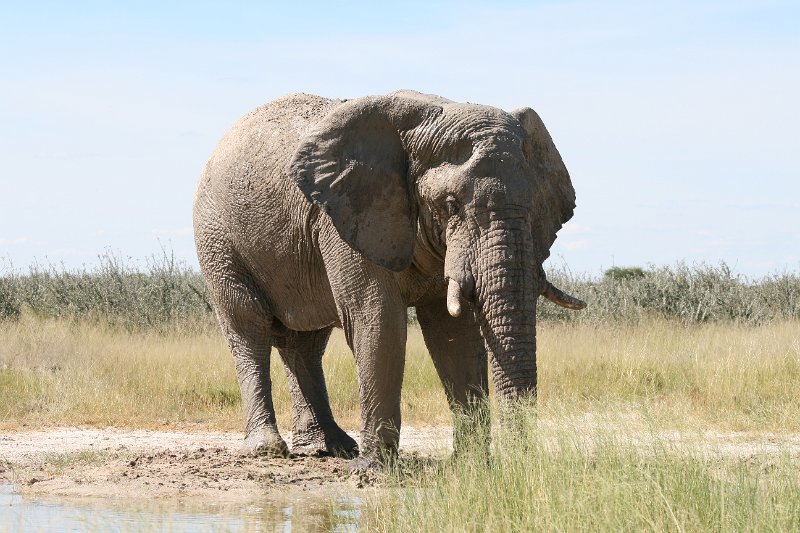 Namibia_2009_581_slr_2009-03-21_095.jpg - Etosha Park Zweiter Elefant