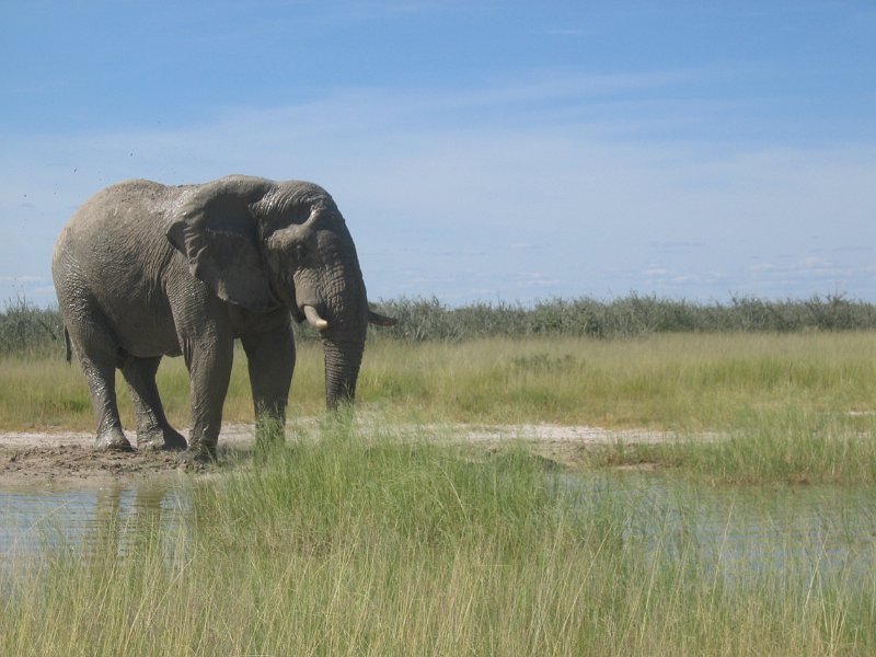Namibia_2009_582_cpt_2009-03-21_002.jpg - Etosha Park Zweiter Elefant