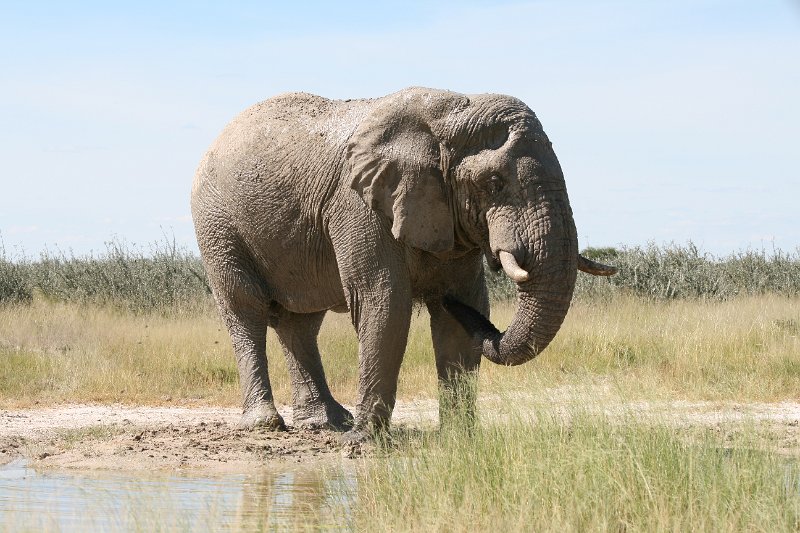 Namibia_2009_583_slr_2009-03-21_096.jpg - Etosha Park Zweiter Elefant