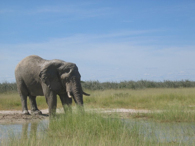 Namibia_2009_584_cpt_2009-03-21_003.jpg - Etosha Park Zweiter Elefant