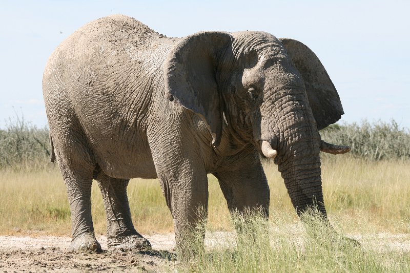 Namibia_2009_585_slr_2009-03-21_097.jpg - Etosha Park Zweiter Elefant