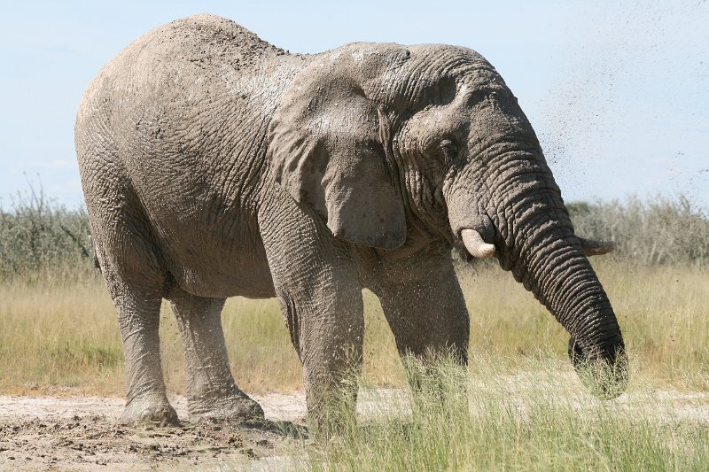 Namibia_2009_586_slr_2009-03-21_098.jpg - Etosha Park Zweiter Elefant