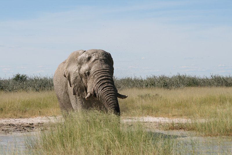 Namibia_2009_588_slr_2009-03-21_100.jpg - Etosha Park Zweiter Elefant