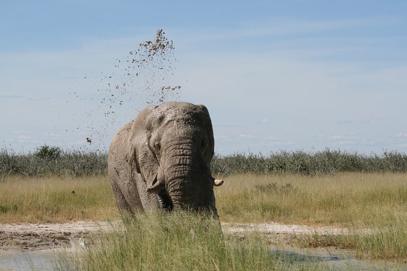 Namibia_2009_589_slr_2009-03-21_101.jpg - Etosha Park Zweiter Elefant