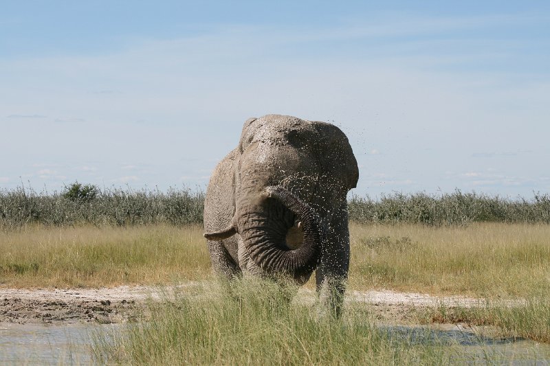 Namibia_2009_590_slr_2009-03-21_102.jpg - Etosha Park Zweiter Elefant