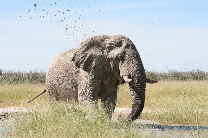 Namibia_2009_591_slr_2009-03-21_103.jpg - Etosha Park Zweiter Elefant
