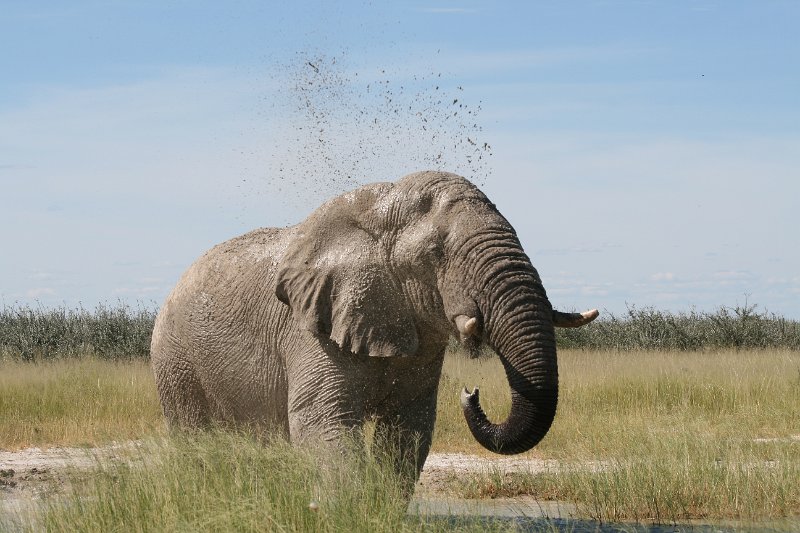 Namibia_2009_592_slr_2009-03-21_104.jpg - Etosha Park Zweiter Elefant