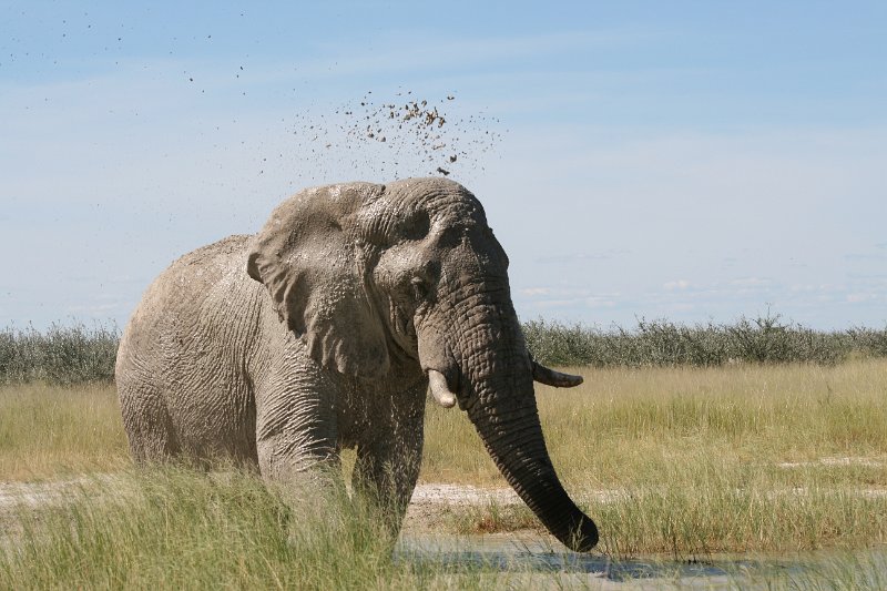 Namibia_2009_593_slr_2009-03-21_105.jpg - Etosha Park Zweiter Elefant