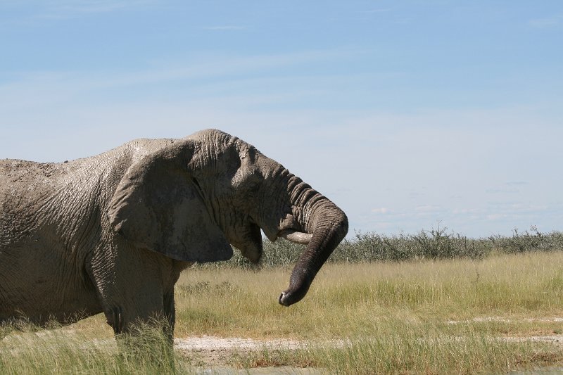 Namibia_2009_594_slr_2009-03-21_106.jpg - Etosha Park Zweiter Elefant