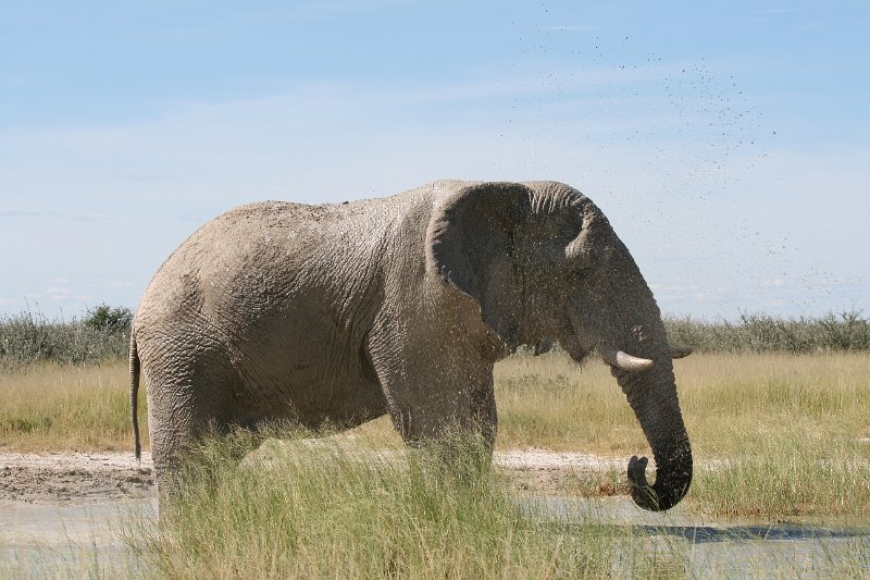 Namibia_2009_595_slr_2009-03-21_107.jpg - Etosha Park Zweiter Elefant