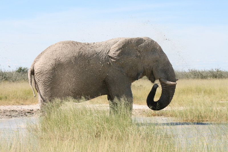Namibia_2009_596_slr_2009-03-21_108.jpg - Etosha Park Zweiter Elefant