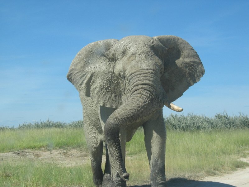 Namibia_2009_597_cpt_2009-03-21_004.jpg - Etosha Park Zweiter Elefant auf Kollision