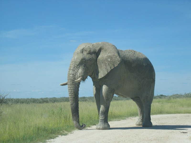 Namibia_2009_598_cpt_2009-03-21_005.jpg - Etosha Park Zweiter Elefant auf Kollision