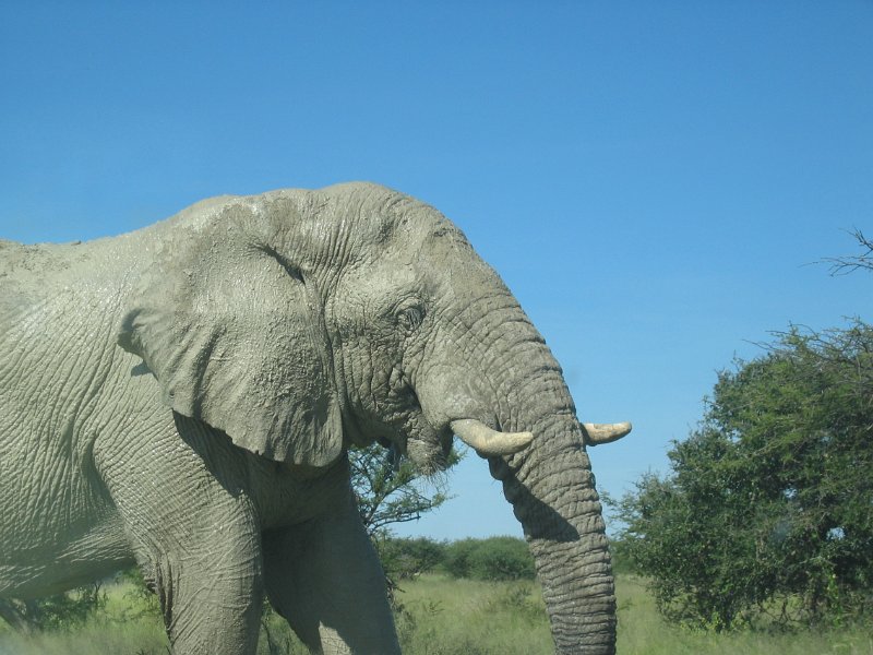 Namibia_2009_599_cpt_2009-03-21_006.jpg - Etosha Park Zweiter Elefant auf Kollision