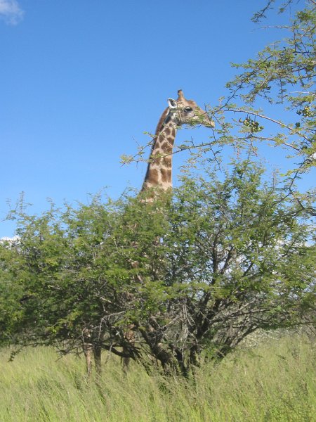 Namibia_2009_613_cpt_2009-03-22_001.jpg - Etosha Park Giraffe